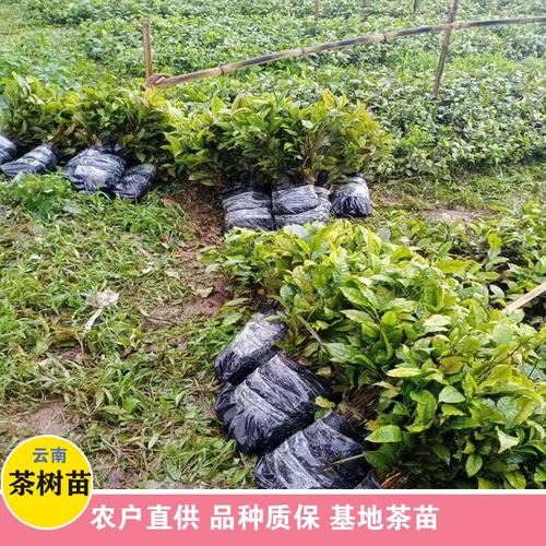 鑫燎三农 茶树苗种植方法 云南卖茶树苗电话 选购方法
