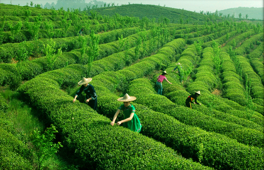 有机茶种植成本居高不下,它有哪里好
