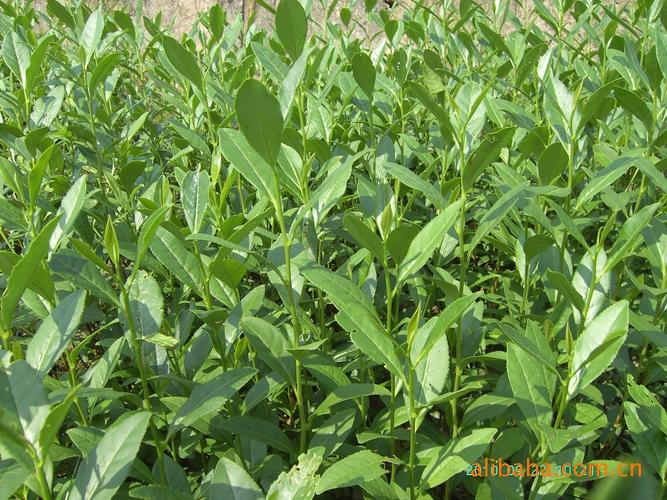 扩大业务需要注册合作社,一起经营,每年种植茶苗500亩扩大到800亩左右