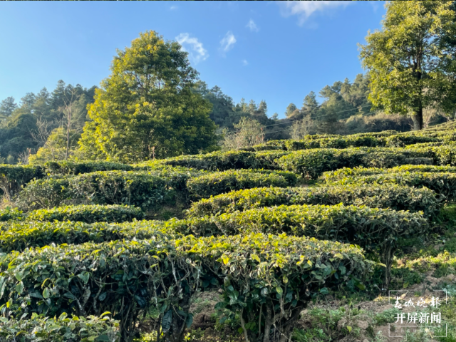 在"白竹山"品牌效应的带动下,公司周边农户发展茶叶种植,辐射带动周边