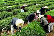 普洱茶龙头企业,勐海茶厂拥有布朗山,巴达两个万亩绿色生态茶叶种植基