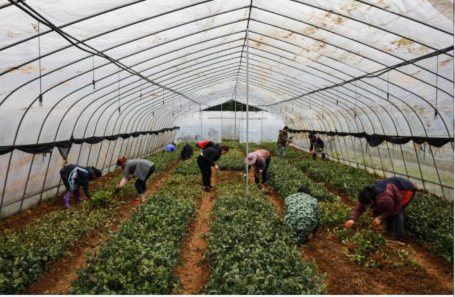 在贵州省黔西县莲城街道老鸹河社区茶叶育苗基地,村民在种植茶苗