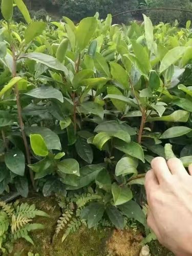 茶苗凤凰种植潮州大乌叶茶树南方阳台四季单枞观叶