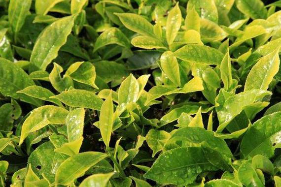 茶树苗种植方法茶树苗的培育方法