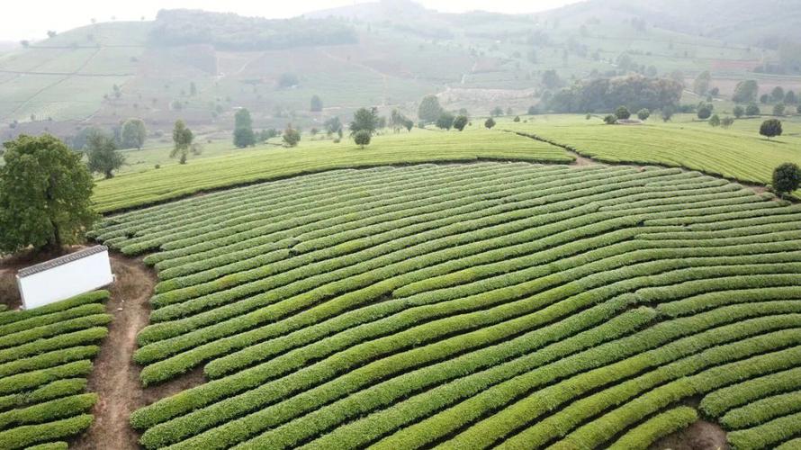 云南省茶产业专家组到景谷调研茶产业发展