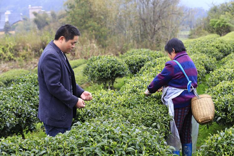 开展茶叶种植现场会加快推进茶产业发展助扶贫
