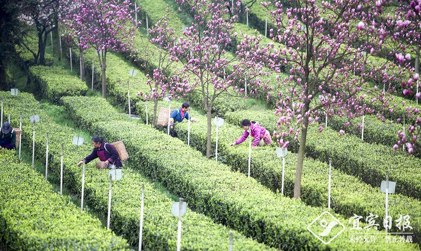 高县大窝镇:依托基地优势 打造茶叶产业链