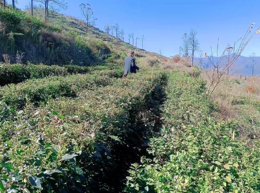 纳雍县乡镇茶叶种植基地